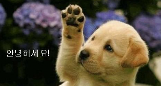 일본의 기본 인사말 배워보기